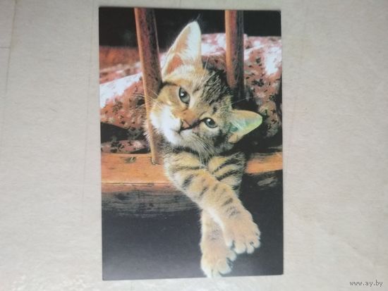 Карманный календарик. Кошки . 1996 год