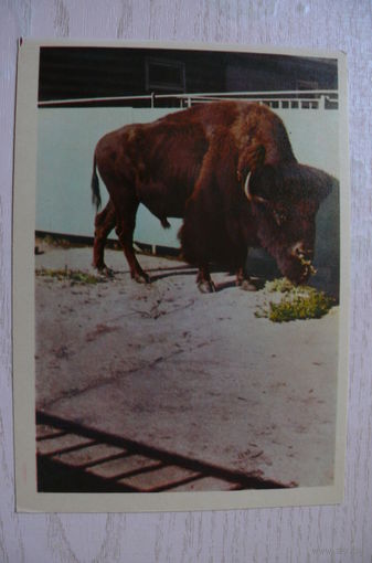 Бизон; 1963, чистая.