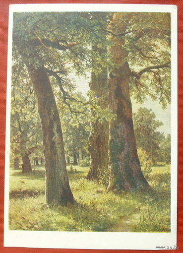 Шишкин. Дубы. Чистая. 1955 года. 829.