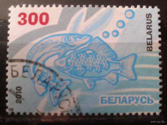 2010 Рыбы, марка из блока