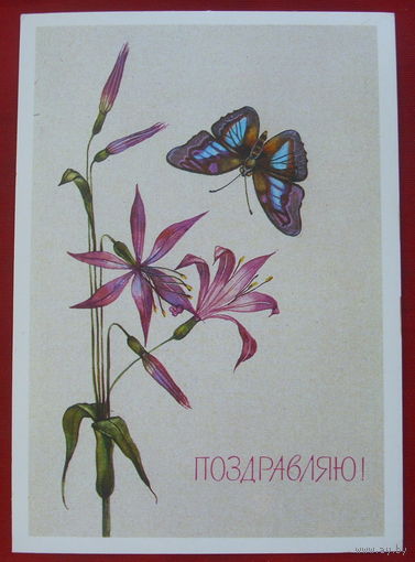 Поздравляю! Чистая. 1989 года. Савельева. 1055.