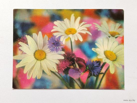 Цветы. Подписанная. 1973 года. Смолякова. 352.