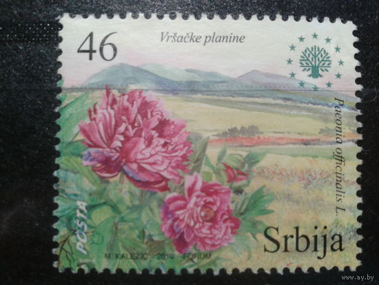 Сербия, 2010.  Пион европейский*