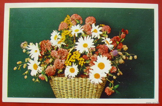 Поздравляю! Чистая. 1977 года. Фото Стейнерта. *72.