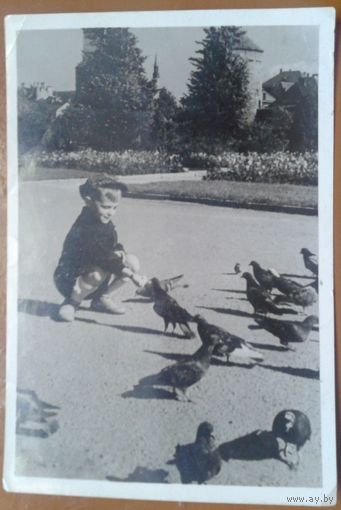 Подружился.  Фотооткрытка (фото - Терещенко Д.)  1957 г.