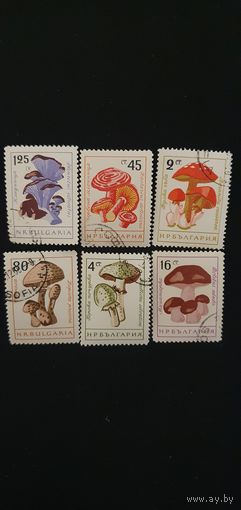 Болгария грибы 6шт