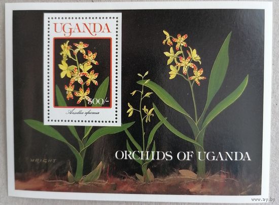 Цветы. Орхидеи.