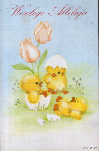 Подписанная открытка Польша "Пасха. Утята"
