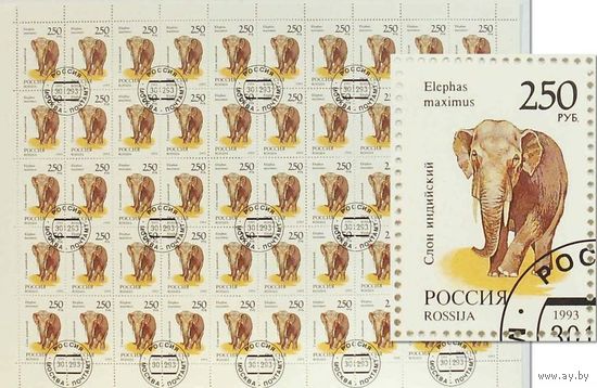 3. Марки России сцепка 50 штук "Слон" 1993 год