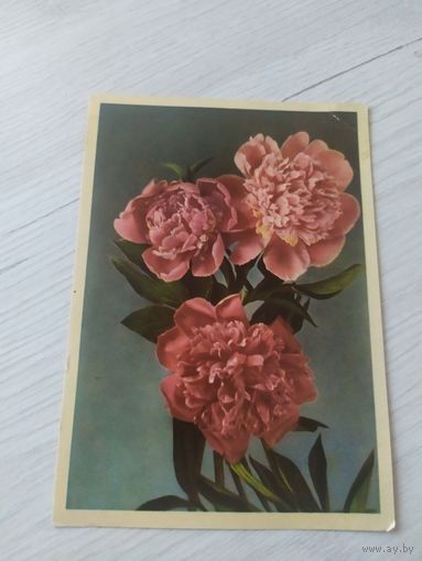 Открытка ЦВЕТЫ