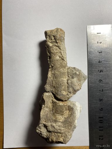 Раковина малютка ортоцериды