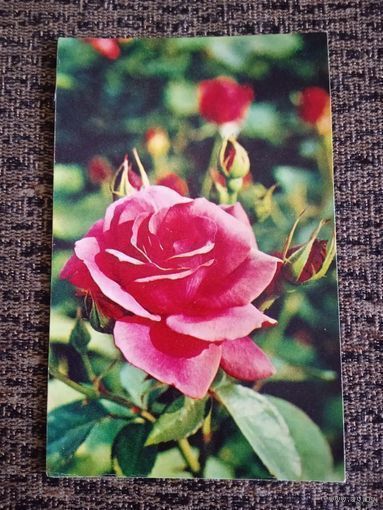 Открытка роза "сеянец гбс-27" чистая фото МАТАНОВА.1974г