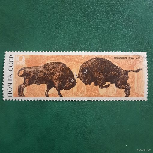 СССР 1968. Беловежская пуща. Зубр. Марка из серии