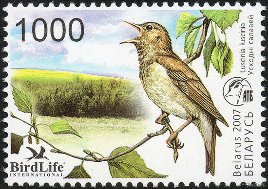 Соловей Птица года. Беларусь 2007 год (688) серия из 1 марки - фауна Беларуси