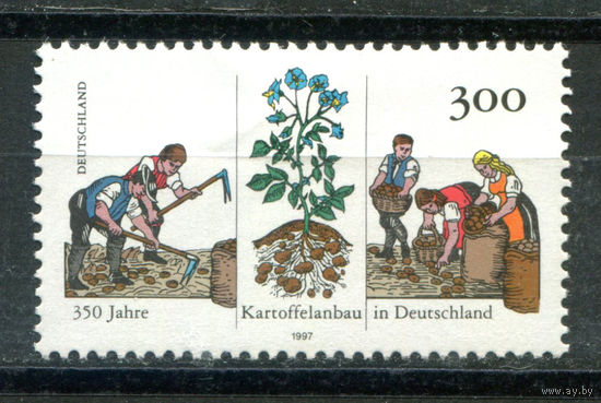 Германия - 1997г. - 350 лет картофелеводству в Германии - полная серия, MNH с вмятиной [Mi 1946] - 1 марка