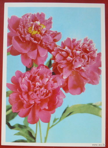 Пионы. Чистая. 1976 года. Костенко. 2055.