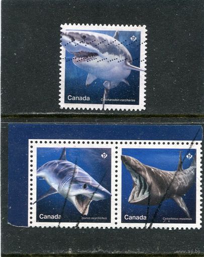 Канада. Морская фауна. Акулы