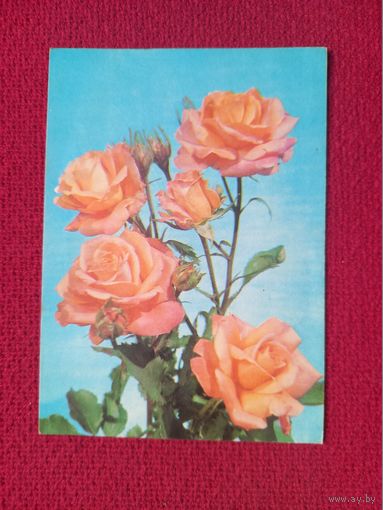 Розы. Френкеля 1978 г. Чистая.