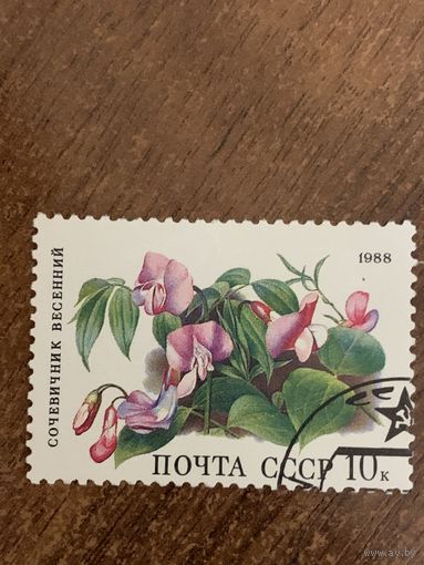 СССР 1988. Сочевечник весенний. Марка из серии (небольшой надрыв)