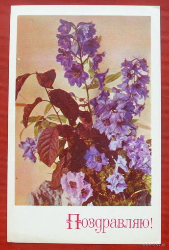 Поздравляю! Чистая. 1977 года. Фото Игнатович. 1334.