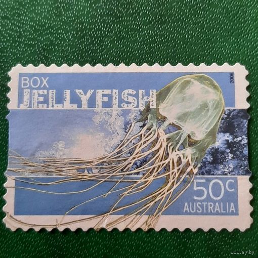 Австралия 2006. Фауна. Box Jellyfish