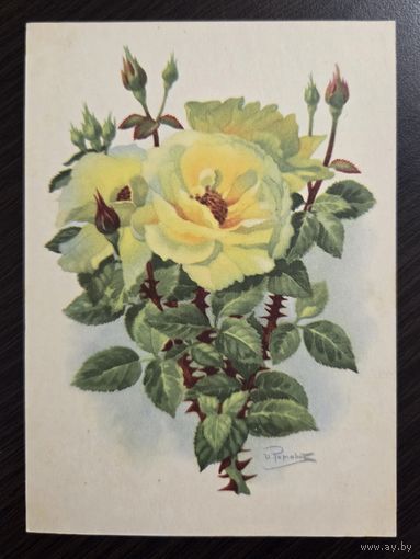 Романов Роза чайная 1958 чистая открытка СССР