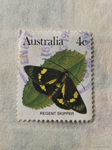 Австралия. Фауна. Бабочки. Regent Skipper