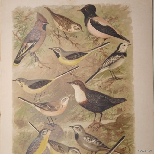 СВИРИСТЕЛЬ РОЗОВЫЙ СКВОРЕЦ ТРЯСОГУСКА КОНЕК. ХРОМОЛИТОГРАФИЯ ПТИЦЫ. Энциклопедическая гравюра конец 19века 29х21см.