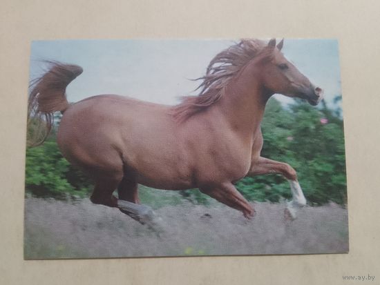 Карманный календарик. Лошадь. 2002 год