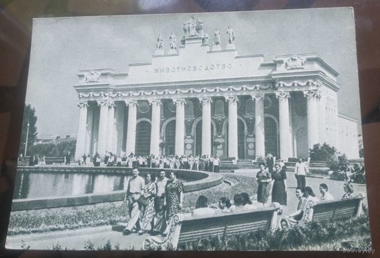 1955 год Москва ВСХВ Павильон животноводства