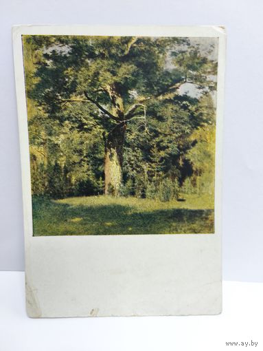 Открытка чистая, 1958г. Левитан И. И. Дуб. 1880г. 14