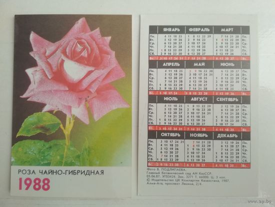 Карманный календарик. Роза чайно-гибридная . 1988 год