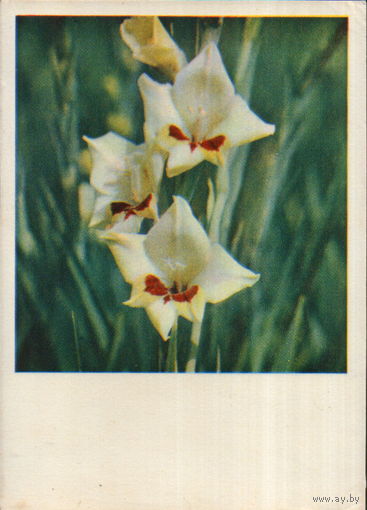 Чистая открытка 1967г. "Гладиолусы" фото Г. Костенко