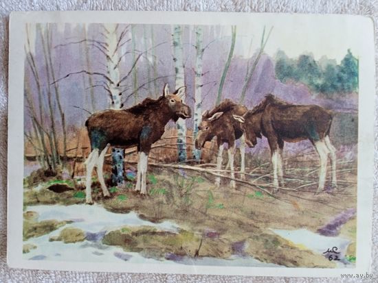 Сидоров. У себя дома (Лоси)