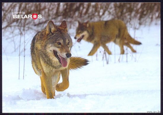 Планета Беларусь 2019 открытка фауна волки