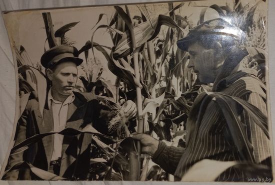 Фото БССР кукурузоводы