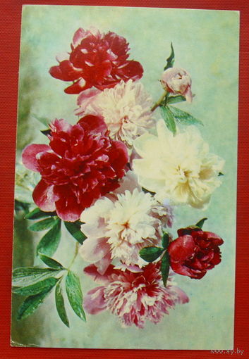 Пионы. Чистая. 1973 года. *15.