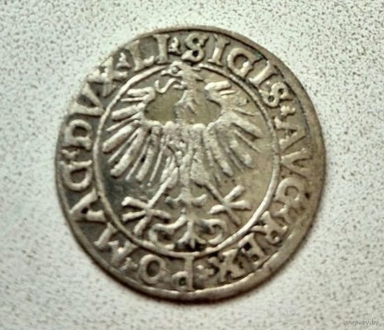 Полугрош 1556 г. Сигизмунд II Август.