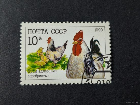 1990 СССР. Домашние птицы. Куры адлерские серебристые
