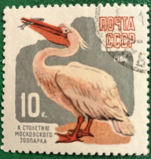 СССР 1964. Пеликан. К 100 летию Московского зоопарка