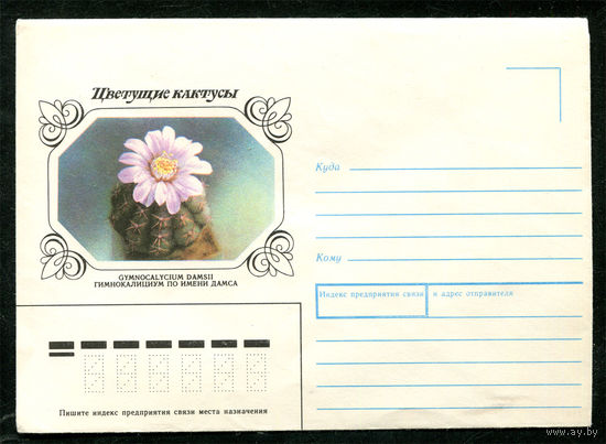 Конверт. Цветущие кактусы. Гимнокалициум. 1983