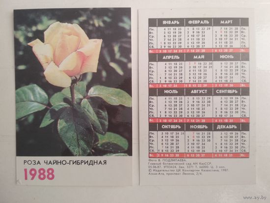 Карманный календарик. Роза чайно-гибридная . 1988 год