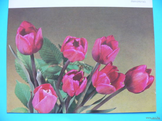Круцко Б., Тюльпаны, 1983; двойная, чистая.