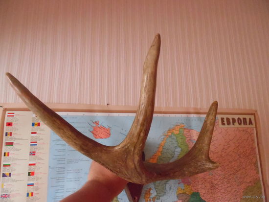 Рога лося.