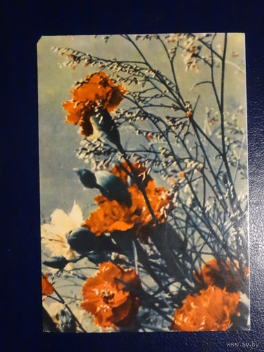 Гваздікі. 1965 г.  Мінск. подписанная.