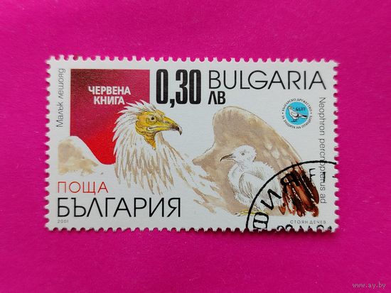 Болгария. Птицы. ( 1 марка ) 2001 года. 3-16.