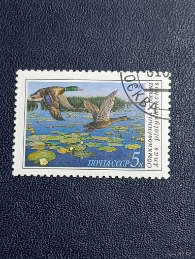 СССР 1990г. Обыкновенная кряква.