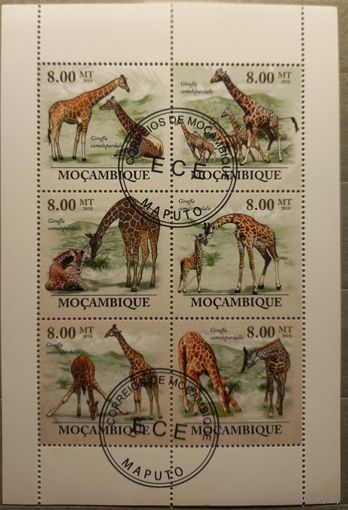 Мозамбик. 2010г. Фауна. Жирафы.