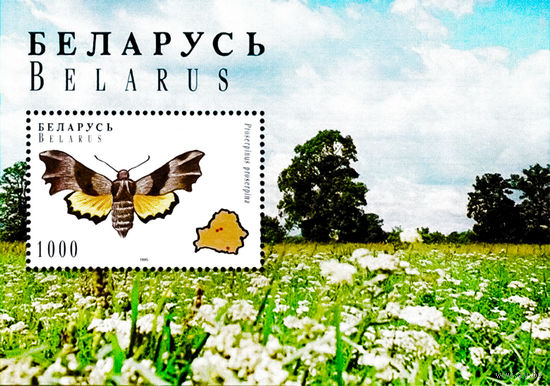 1996 БЕЛАРУСЬ  блок коллекционных марок  Голубянка Бабочки  MNH