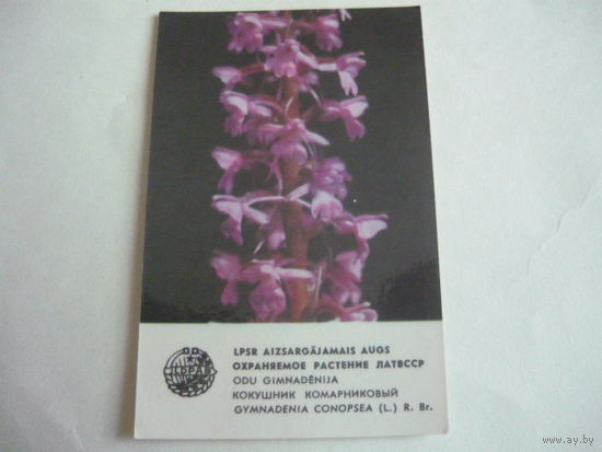 Календарик.Охранямое растение Лат.ССР.